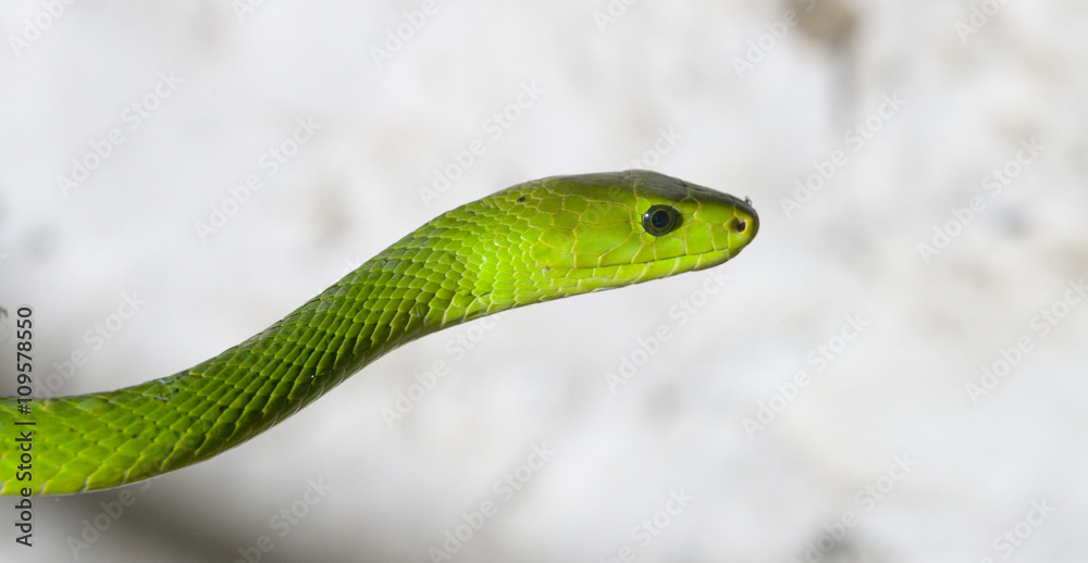 Fototapeta premium Green Mamba