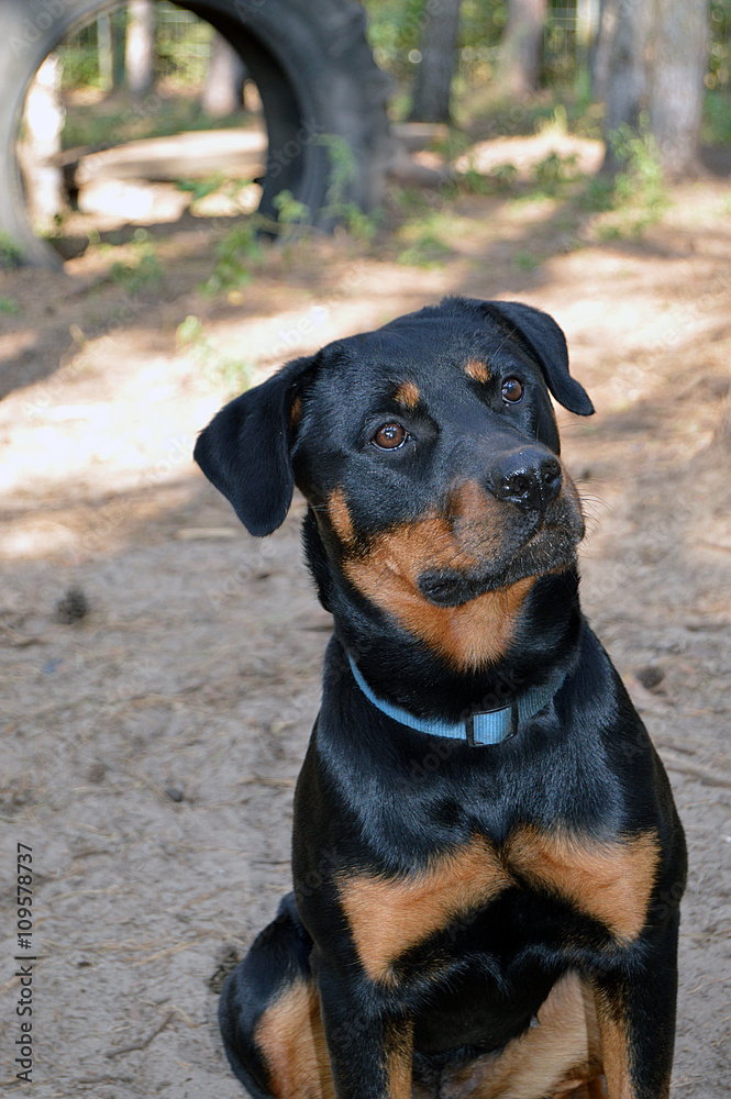 Rottweiler