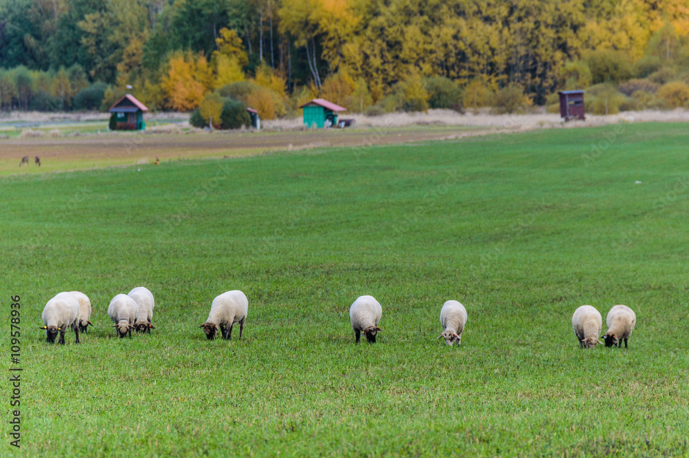 Sheep flock under sun