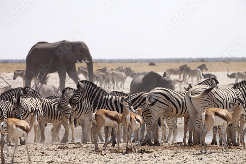 elephants and herds of zebra and antelope wait through the midday heat at the waterhole Etosha  Namibia