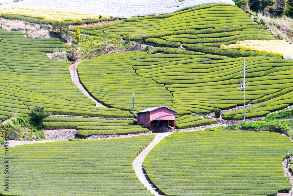 Φωτογραφία Wazuka tea field,kyoto,tourism of japan