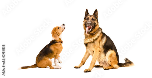 German Shepherd dog and Beagle dog sitting together
