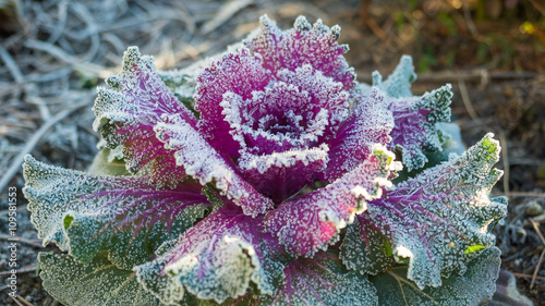 Purple kale flower with morning frost