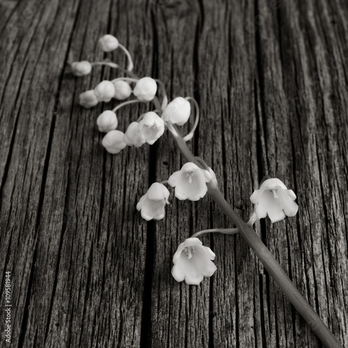white flower Lily of the valley on old gray wooden board was cracked. Selective focus. square photo. black and white image