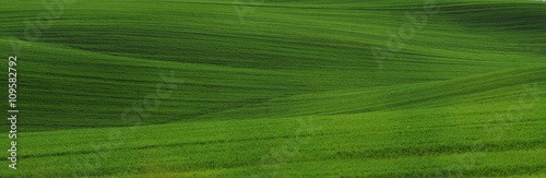 Panorama wielkiego pola pszenicy