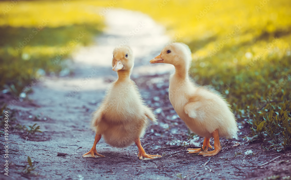Obraz premium fluffy chicks walks in green grass