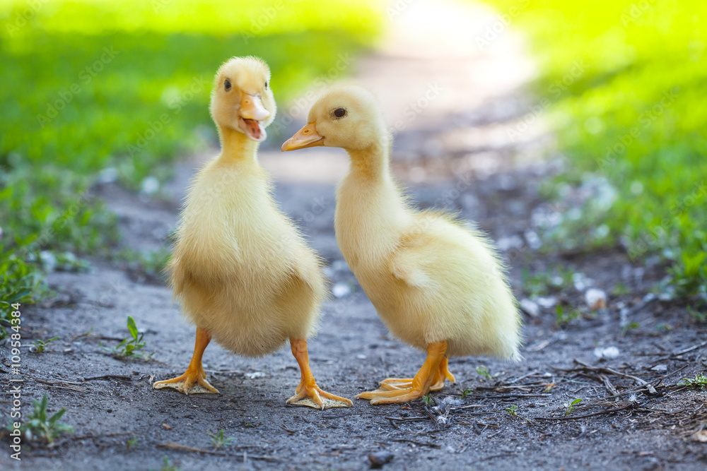 fluffy chicks walks  in green grass