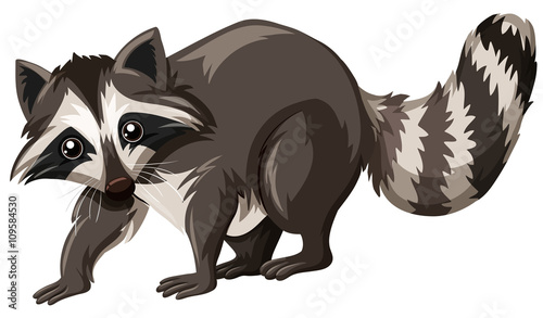 Cute raccoon on white background