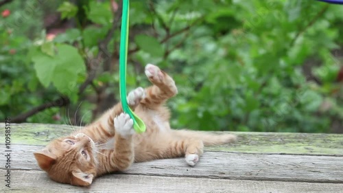 Cute little yellow cat plays with ribbon on the table 