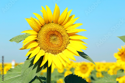 Sunflowers in the field  ourdoors