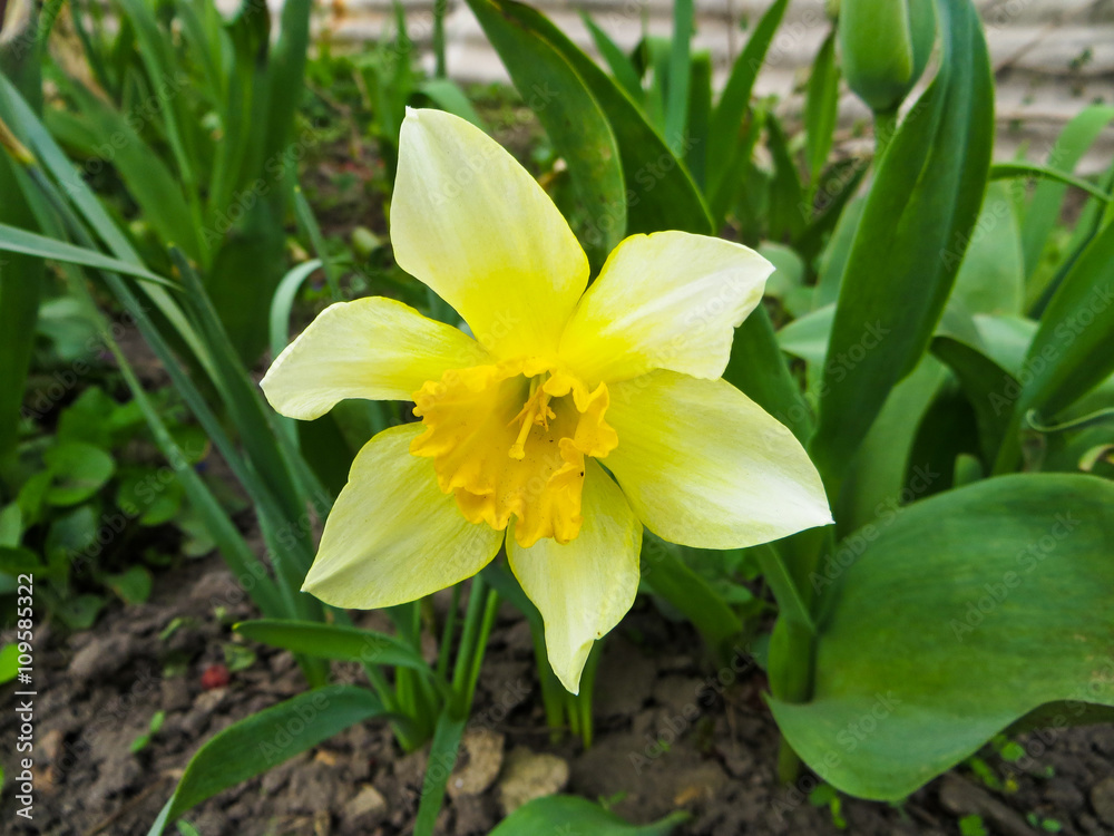 narcissus on flowerbed