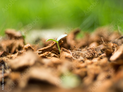 Melon Bud