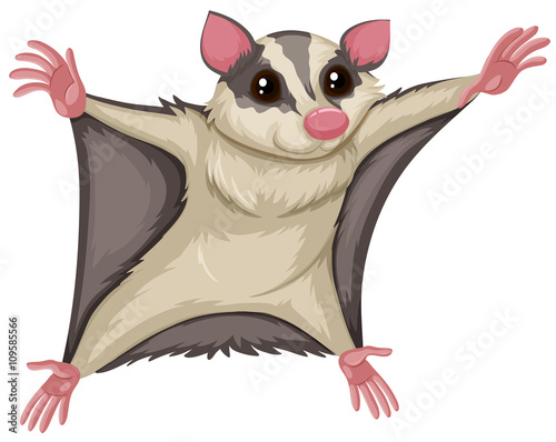 Flying squirrel with happy face