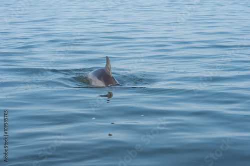 Dolphin fin © sharptoyou