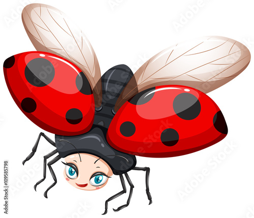 Ladybug flying on white background