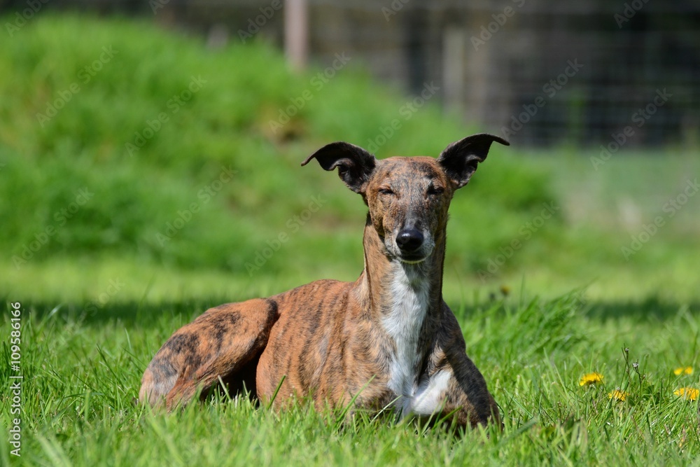 Galgo liegt im Gras und zwinkert dem Betrachter zu Galgo liegt im Gras und zwinkert dem Betrachter zu