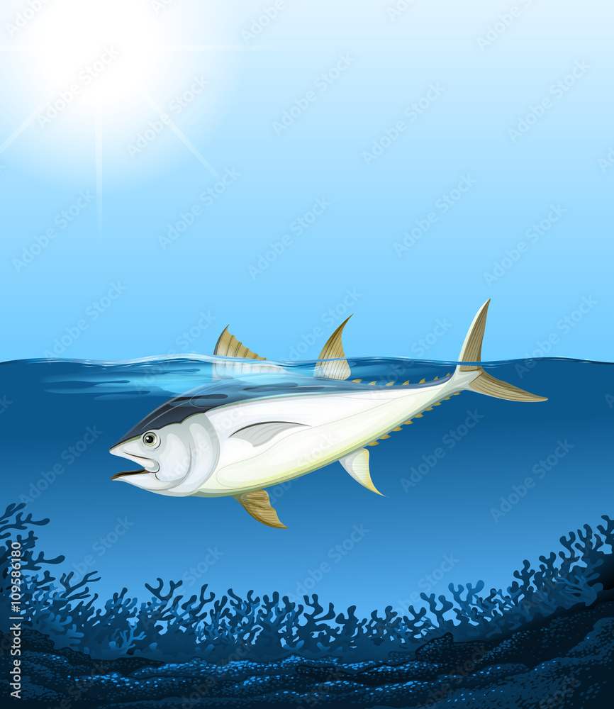 Obraz premium Tuna swimming in the sea