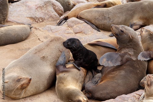 Small sea lion baby in Cape Cross