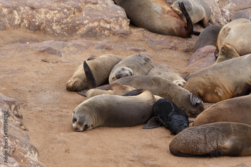 sea lions in Cape Cross, Namibia, wildlife © ArtushFoto