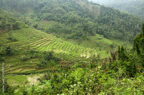 terraced rice fields visible from cliff
