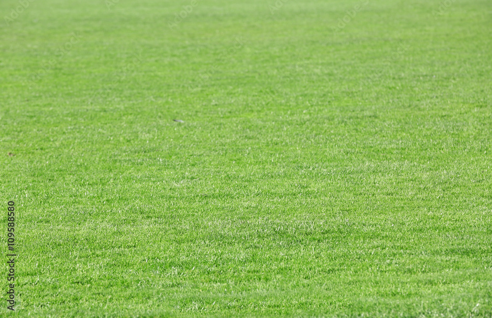Naklejka Green grass on football sport field,