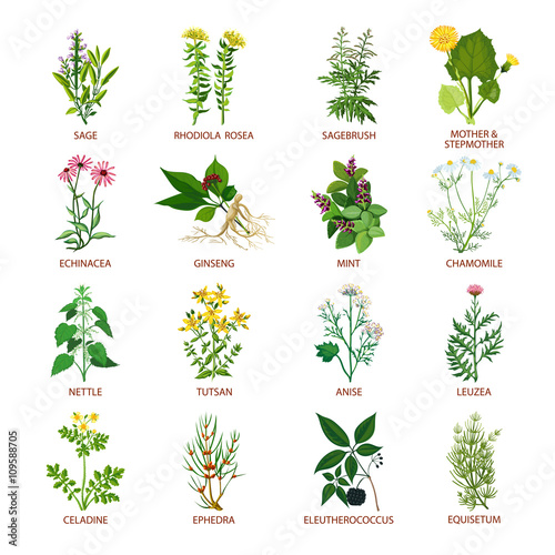 Medicinal Herbs Icons Flat photo