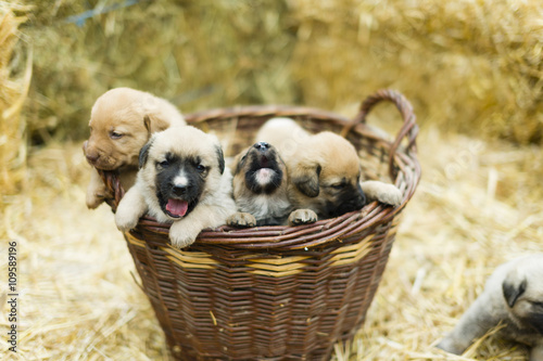 Cute labrador puppys photo