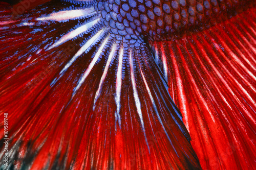 Texture of tail siamese fighting fish