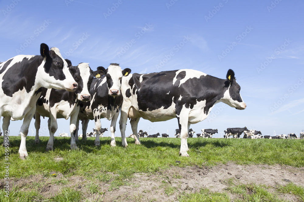 black and white cows in sunny dutch green meadow in the netherla