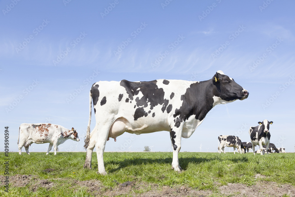 black and white cows in green meadow and blue sky