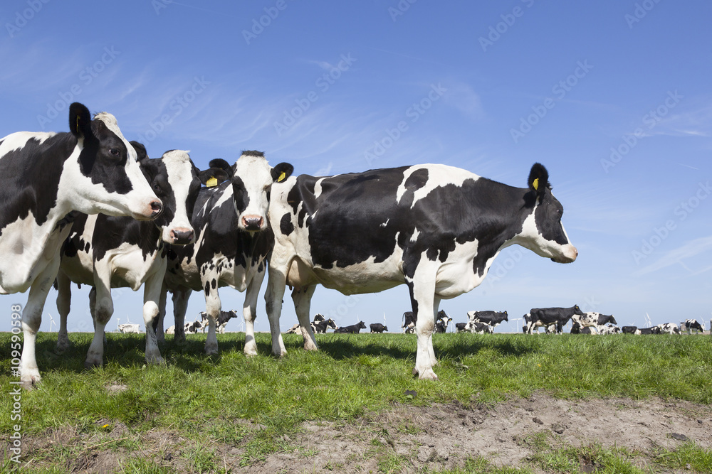 black and white cows in green meadow and blue sky