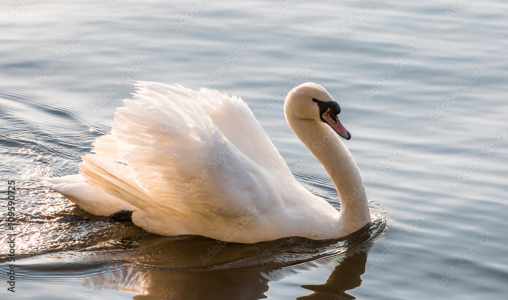 Naklejka premium Shot of a swan on the outer alster in Hamburg