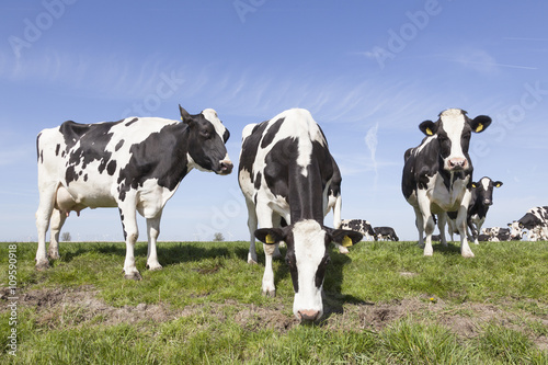 Fototapeta Naklejka Na Ścianę i Meble -  black and white cows in green meadow and blue sky