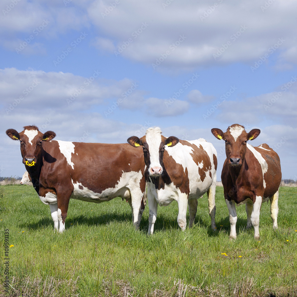 three red and white cows in dutch meadow under blue sky with clo