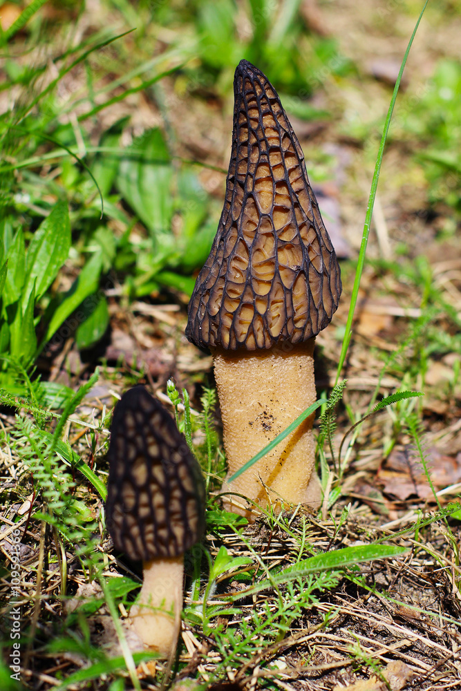 Morel Mushroom Morel Mushroom