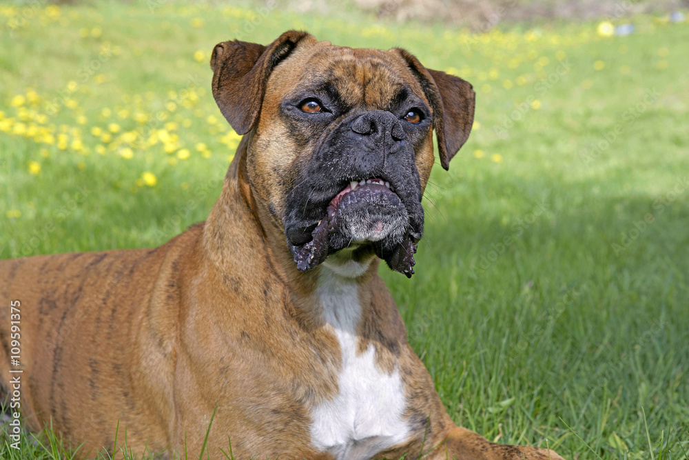Purebred German Boxer Dog sitting in grass, watching