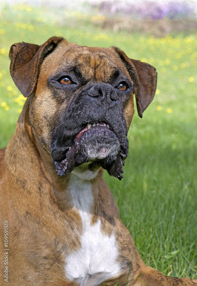 Head of German Boxer sitting in grass, 
