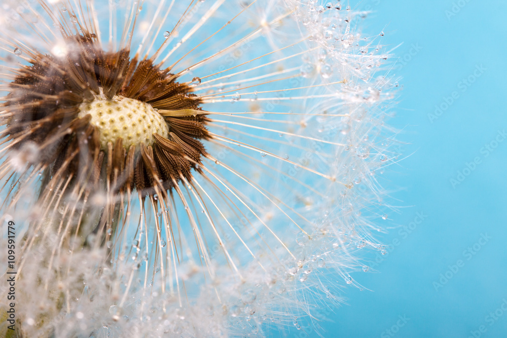 Fototapeta premium Dandelion on a blue background. Air flower close-up