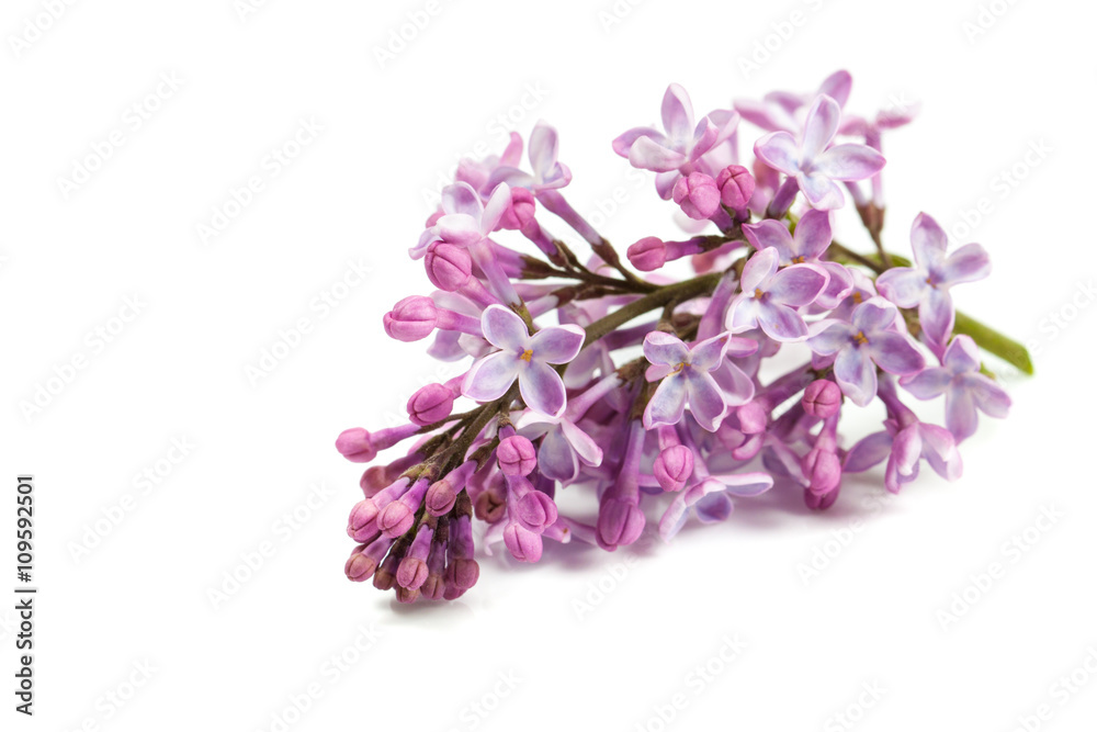 a sprig of lilac on a white background. Isolated flowers close up. a sprig of lilac on a white background. Isolated flowers close up.