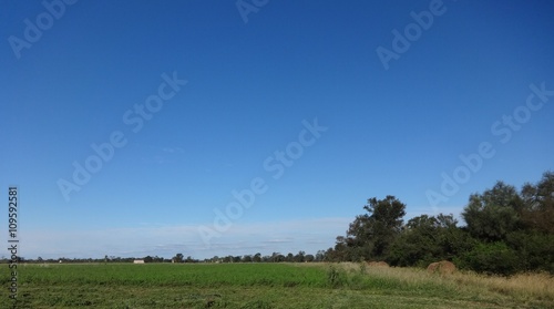 Cielo azul y campo verde de alfalfa