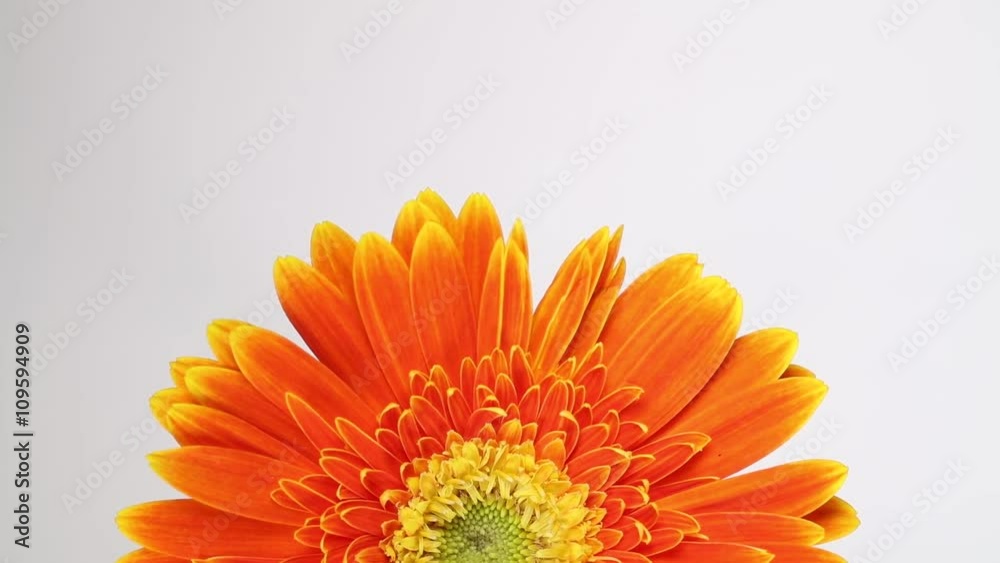Slowly spining Barberton Daisy with white background Slowly spining Barberton Daisy with white background