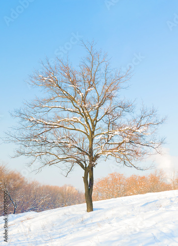 Lonely tree in winter