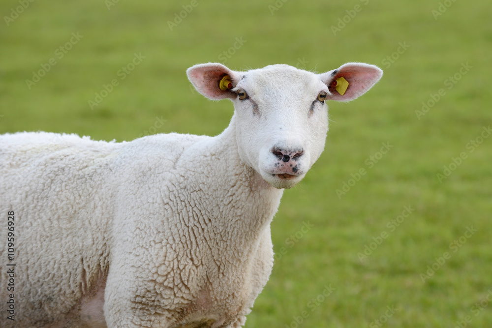 Schaf steht auf der Wiese und schaut