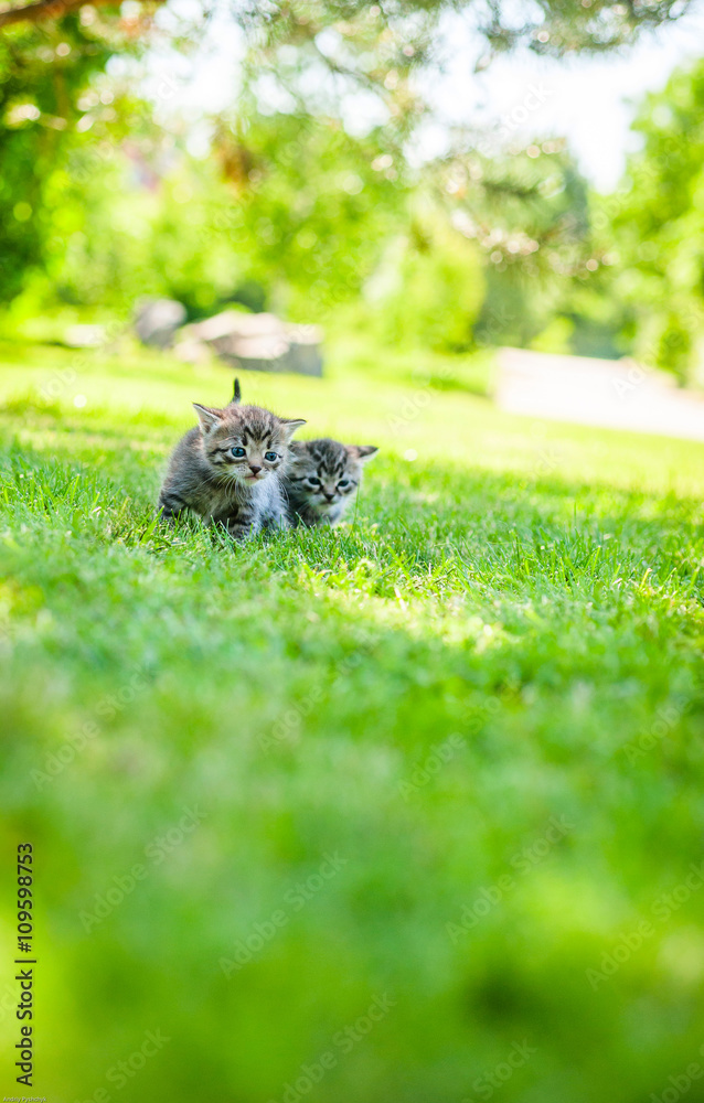 little cat, outdoor little cat, outdoor