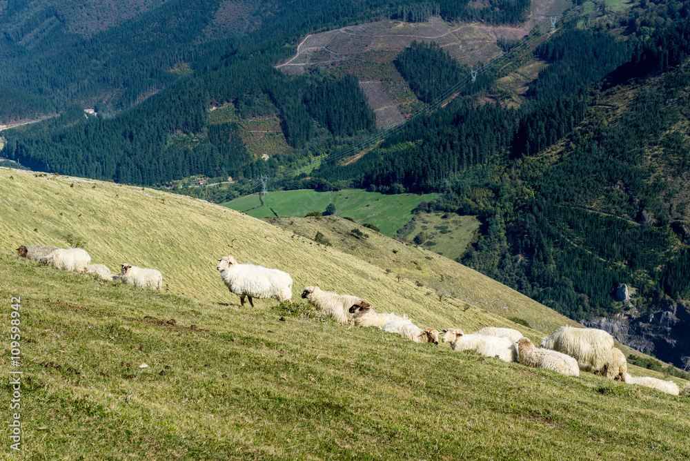 Flock of sheep, Leniz valley, Guipuzcoa (Spain) 