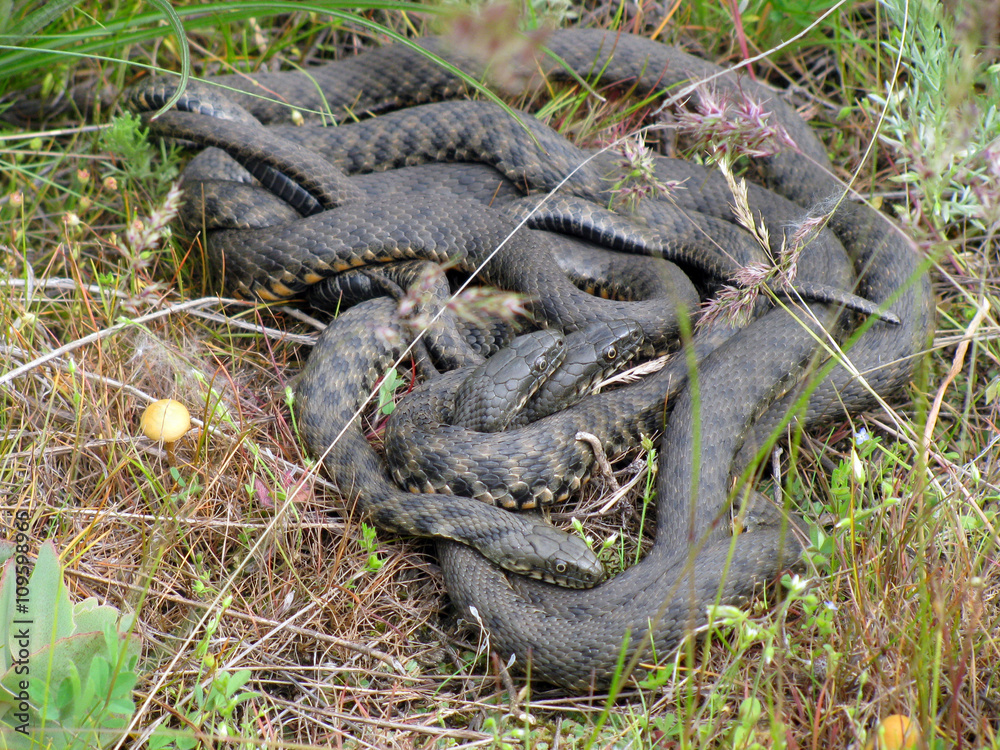 Mating behavior of Dice snakes (Natrix tessellata) Mating behavior of Dice snakes (Natrix tessellata)