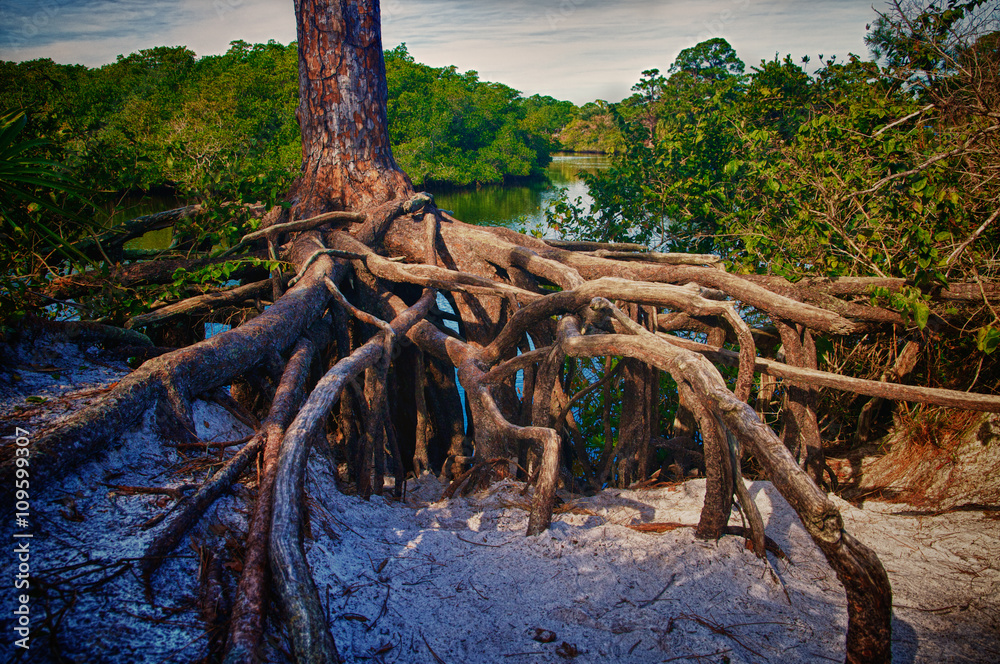 Exposed Tree Roots on Loxahatchee River, Florida Exposed Tree Roots on Loxahatchee River, Florida