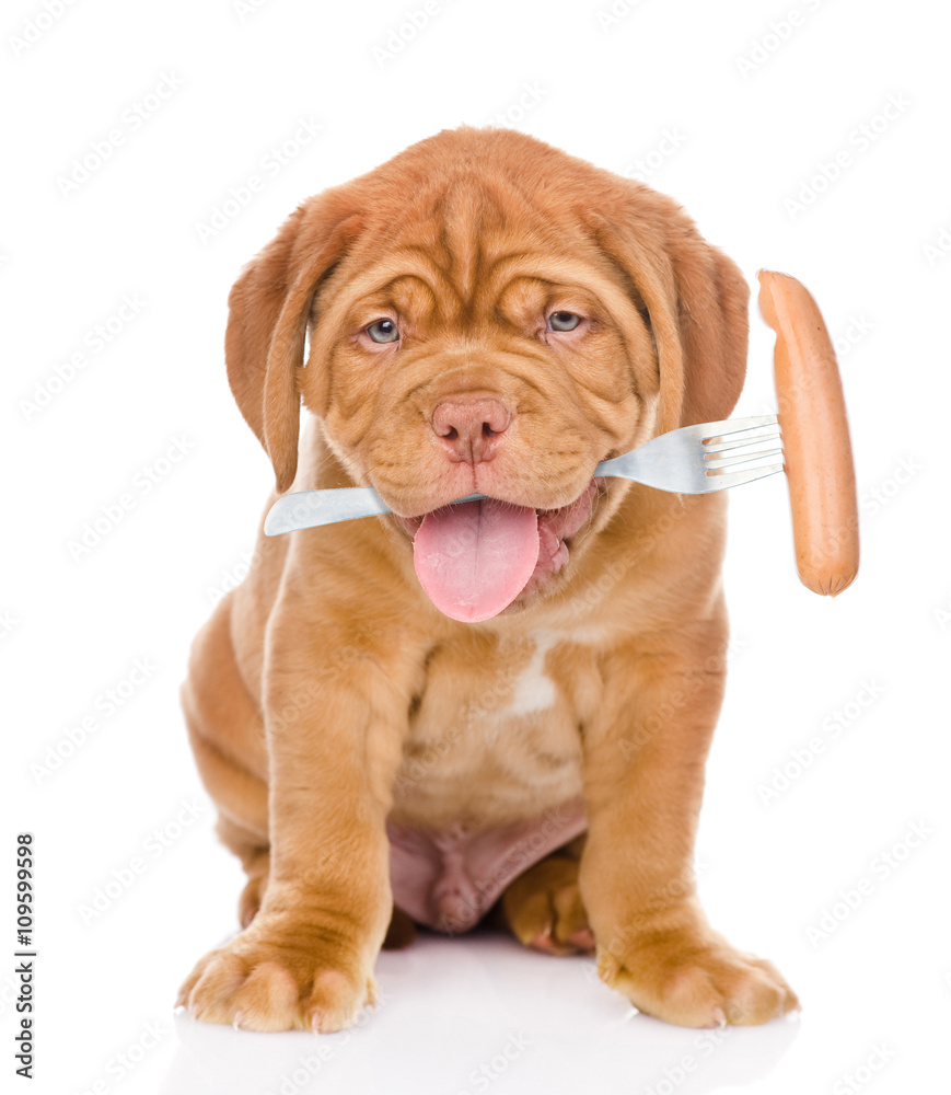 Bordeaux puppy dog holds in mouth a fork sausage in the mouth. i
