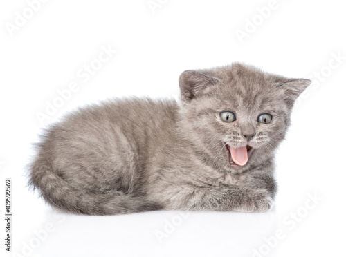mewing kitten. isolated on white background