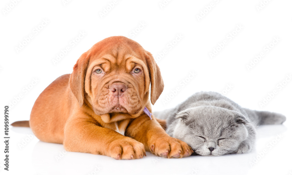 Obraz premium Bordeaux puppy lying with a sleeping gray cat. isolated on white